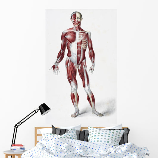 Front Of The Male Human Body Wall Mural