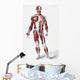 Front Of The Male Human Body Wall Mural