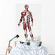 Front Of The Male Human Body Wall Mural
