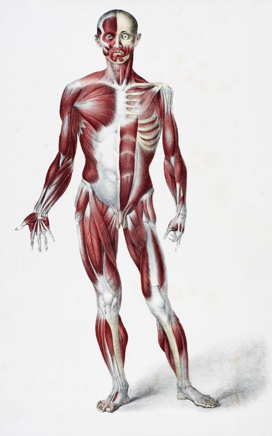 Front Of The Male Human Body Wall Mural