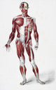 Front Of The Male Human Body Wall Mural