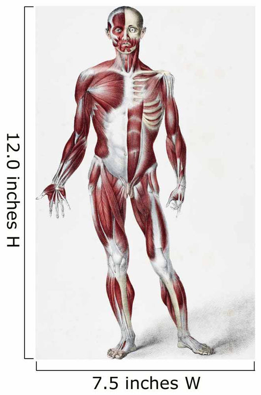 Front Of The Male Human Body Wall Mural