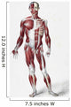 Front Of The Male Human Body Wall Mural