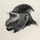 Cynopithecus Niger Wall Mural