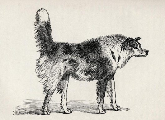 Half Bred Shepherd Dog With Hostile Intentions Wall Mural