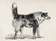 Half Bred Shepherd Dog With Hostile Intentions Wall Mural
