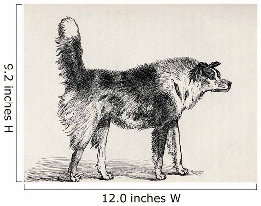 Half Bred Shepherd Dog With Hostile Intentions Wall Mural