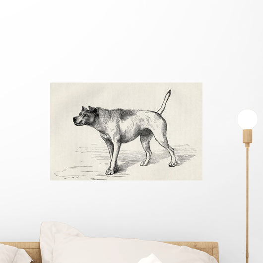 Dog Approaching Another Dog With Hostile Intentions Wall Mural