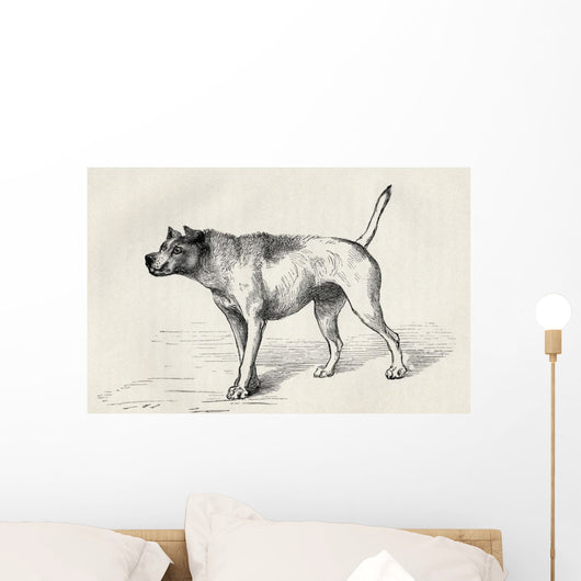 Dog Approaching Another Dog With Hostile Intentions Wall Mural