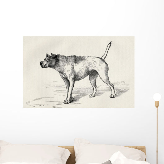 Dog Approaching Another Dog With Hostile Intentions Wall Mural