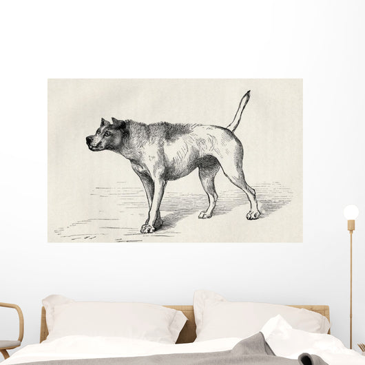 Dog Approaching Another Dog With Hostile Intentions Wall Mural