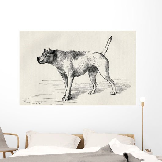 Dog Approaching Another Dog With Hostile Intentions Wall Mural
