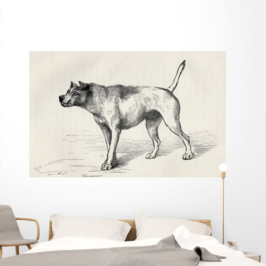 Dog Approaching Another Dog With Hostile Intentions Wall Mural