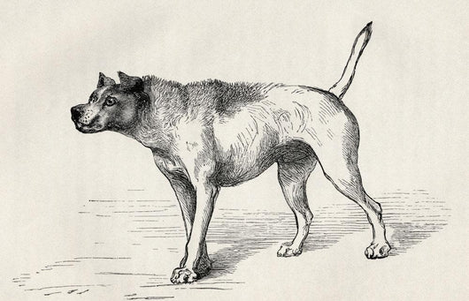 Dog Approaching Another Dog With Hostile Intentions Wall Mural
