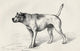 Dog Approaching Another Dog With Hostile Intentions Wall Mural