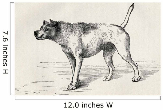 Dog Approaching Another Dog With Hostile Intentions Wall Mural