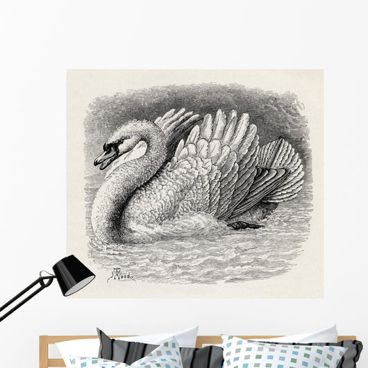 Swan Driving Away An Intruder Wall Mural