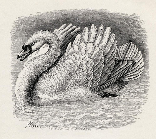 Swan Driving Away An Intruder Wall Mural