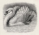 Swan Driving Away An Intruder Wall Mural