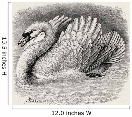 Swan Driving Away An Intruder Wall Mural