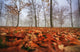 Autumn foliage, trees and fog in November Wall Mural