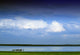 Horses By Lake On Overcast Day Wall Mural