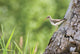 Spotted Sandpiper On A Tree Trunk Wall Mural