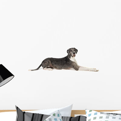 Great Dane Dog Wall Decal shown on a wall