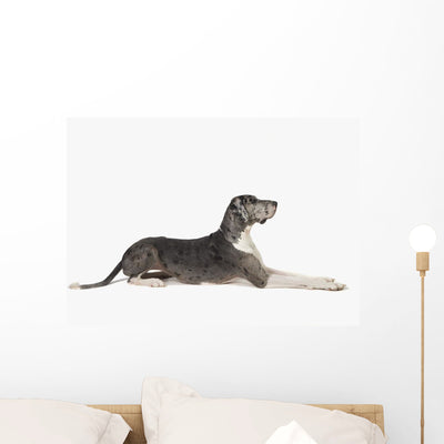Great Dane Dog Wall Decal shown on a wall