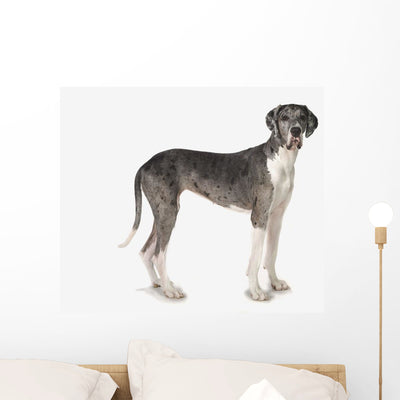 Great Dane Dog Wall Decal shown on a wall