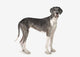 Great Dane Dog Wall Decal