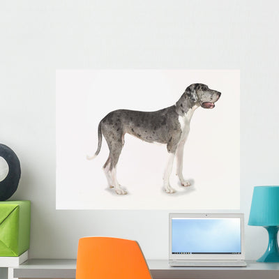 Great Dane Dog Wall Mural shown on a wall