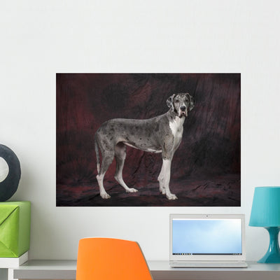 Great Dane Dog Wall Mural shown on a wall
