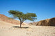 Acacia Tree Desert near Wall Decal