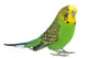 Portrait Budgerigar