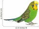 Portrait Budgerigar