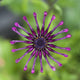 Purple Flower In Bloom Wall Mural