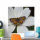 Butterfly On White Flower Wall Mural