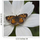 Butterfly On White Flower Wall Mural