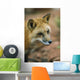Red Fox Wall Mural