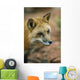 Red Fox Wall Mural