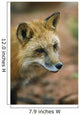 Red Fox Wall Mural