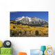 Aspen Trees In Autumn, Rocky Mountains, Colorado, Usa Wall Mural