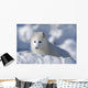 Arctic Fox Exploring Fresh Snow Wall Mural