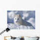 Arctic Fox Exploring Fresh Snow Wall Mural