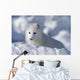 Arctic Fox Exploring Fresh Snow Wall Mural