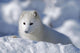 Arctic Fox Exploring Fresh Snow Wall Mural
