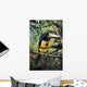 Collared Aracari On Tree Branch, Belize Wall Mural