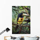 Collared Aracari On Tree Branch, Belize Wall Mural