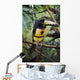 Collared Aracari On Tree Branch, Belize Wall Mural